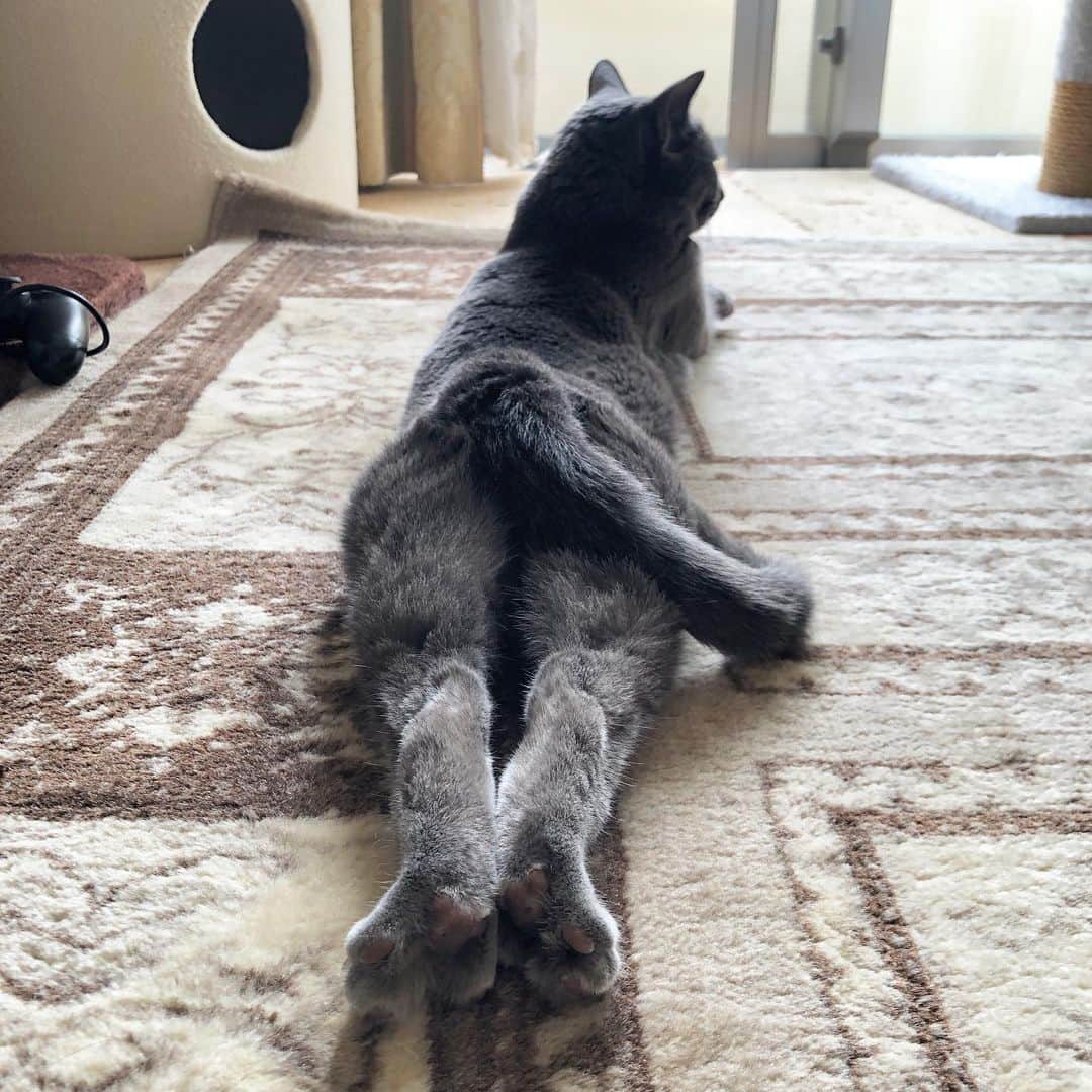 Hari?さんのインスタグラム写真 - (Hari?Instagram)「猫風邪から病み上がりのお二人。というか、いつもこんなだけど☀️☀️☀️  1.こて(Kote) 2.あず(Azu) #haveagreatweek .  #cat #russianblue #猫 #ねこ #ロシアンブルー #chat  #gato #greycat  #greeneyes #emeraldeyes #ふわもこ部 #にゃんすたぐらむ  #みんねこ  #INSTACAT_MEOWS #catstocker #meowsandwoofs #excellent_cats #meowvswoof #catsofworld #TopCatPhoto  #cutepetclub #IgAnimal_Snaps #cat_features #bestmeow #petoftoday」8月10日 12時09分 - koteazu2