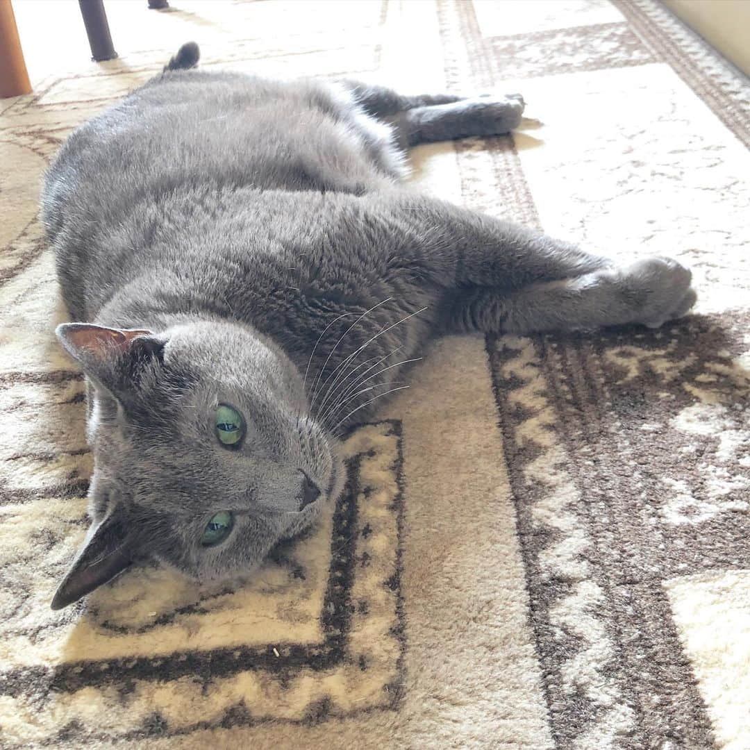 のインスタグラム：「猫風邪から病み上がりのお二人。というか、いつもこんなだけど☀️☀️☀️  1.こて(Kote) 2.あず(Azu) #haveagreatweek .  #cat #russianblue #猫 #ねこ #ロシアンブルー #chat  #gato #greycat  #greeneyes #emeraldeyes #ふわもこ部 #にゃんすたぐらむ  #みんねこ  #INSTACAT_MEOWS #catstocker #meowsandwoofs #excellent_cats #meowvswoof #catsofworld #TopCatPhoto  #cutepetclub #IgAnimal_Snaps #cat_features #bestmeow #petoftoday」