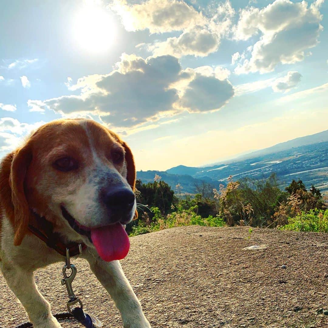 のインスタグラム：「山の日。  早く和歌山の家族や親族に会える日が来ますように。 #beagle #beaglelove #beaglelife #beaglestagram #stay #dog #dogstagram #doglife #doglover #wakayama #kinokawa #和歌山 #龍門山 #青地谷 #ビーグル #山の日 #🐶 #🗻」