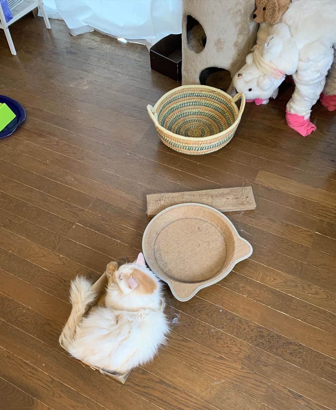 Kachimo Yoshimatsuさんのインスタグラム写真 - (Kachimo YoshimatsuInstagram)「色々床に入りそうな物置いてるんだけど、 入るのは Amazon  ちょうどいいサイズなのかな？  #うちの猫ら #okaki #猫 #ねこ #cat #ネコ #catstagram #ネコ部 http://kachimo.exblog.jp」8月10日 18時03分 - kachimo