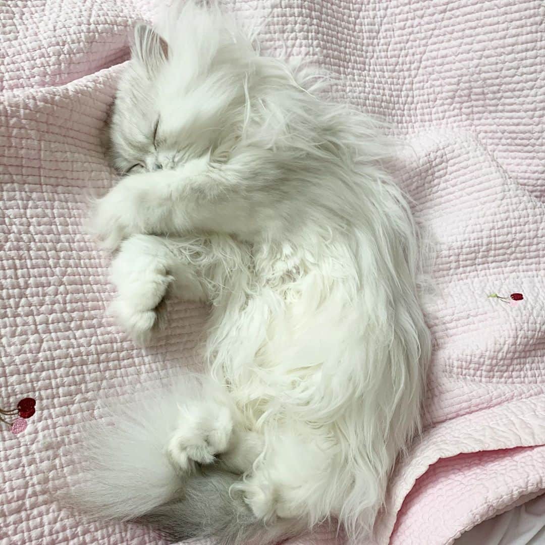 후추네큰언니のインスタグラム：「오구오궁 울애기 ❤️ . . . . . #후추  #고양이  #냥스타그램 #캣스타그램  #Hoochu #Hoochuthecat #cat #cats #catstagram #catsofinstagram #topcatphoto #bestmeow #ilovecat #cute #fluffy #petstagram #instacats」