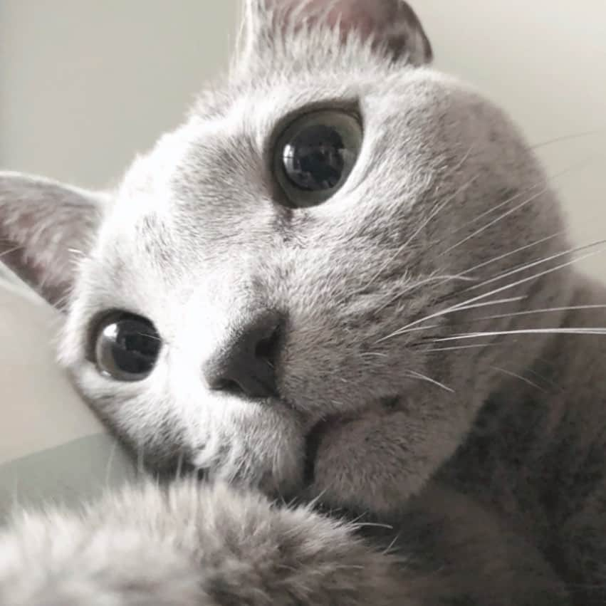 I love Russianblueのインスタグラム：「あ〜暑い…☀️ ・ ・ ・ #Russianblue #sundayfunday #katze #catsofinstagram #catoftheday #cutecat #catlover #kitty #ねこ#ilovemycat #cute #猫 #gato #러시안블루 #topcatphoto #9gag #catvideo #kitten  #instacat #meow #cats #cats_of_Instagram  #ふわもこ部  #にゃんすたぐらむ #weeklyfluff #catloversworld #dailyfluff #고양이  #냥스타그램 #ロシアンブルー」