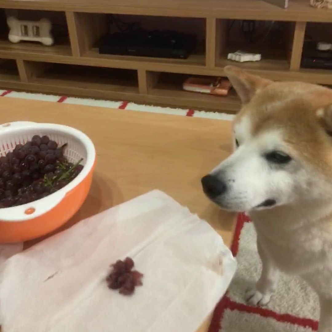 HALFBYのインスタグラム：「🍇」