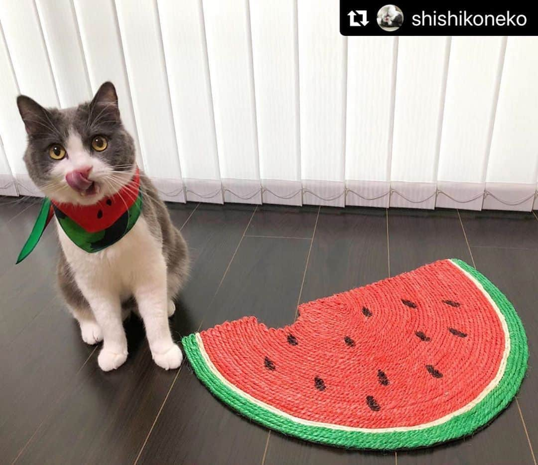 ねこさんのインスタグラム写真 - (ねこInstagram)「【#ねこは人を笑顔にする】❣️ ぺろり🍉🤤 @shishikoneko さん、ありがとう🍉🌞 #Repost @shishikoneko with @make_repost ・・・ 🍉おいしいよね😋✨  今年は梅雨が長かったから、暑いけどなんだか夏が来たぞ✨って感じがしないな☀️  #pecobox  #pecoboxが届いたよ  @pecobox_official   #ネコセカイ１万人　#ネコセカイ1万人  #ぼくの名前はししまる #ブリティッシュショートヘア #２歳だよ #nyancon01  #ペトラフ  #ねこのきもち #ペコねこ部 #朝ワンコ夕ニャンコ #rakutenpet #peppyフォト部 #peppyキャンペーン  #フェリシモ猫部  #ぺとこと猫部  #サンディ  #ねこちゃんホンポ  #petio #にゃーぐらむ #祝ニャンとも #ニャン友 #猫ちゃん想い #ねこは人を笑顔にする #peppycats20秋表紙応募」8月10日 14時04分 - neko_magazine