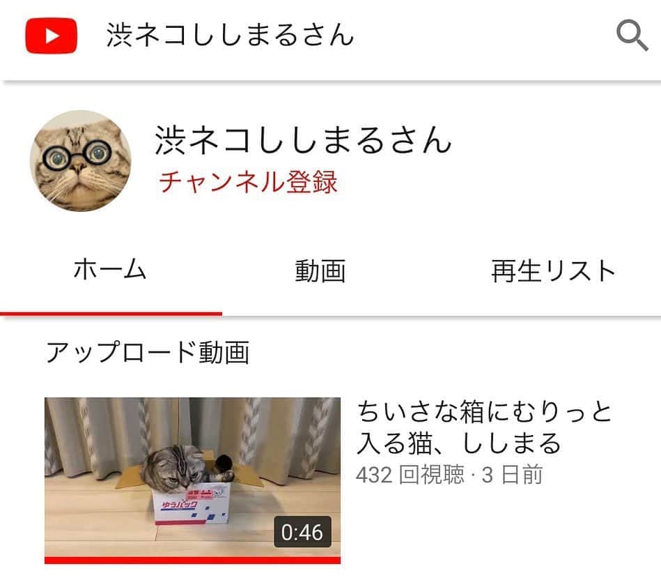 Shishi-maruのインスタグラム：「🐱Shishi’s Youtube open﻿.Enjoy:) ﻿ https://m.youtube.com/watch?v=xsmIv1qQuyk﻿ ﻿ ‪🐱ししまるのYoutube作りました。‬﻿ ‪「渋ネコししまるさん」の連載エッセイ関連動画がメインですが、色々増やしていこうと思います。ぜひのんびりお楽しみ下さい。‬﻿ ‪https://m.youtube.com/watch?v=xsmIv1qQuyk‬﻿ ーーーーーーーーーーーーー﻿ 🌺「渋ネコ ししまるさん」ねこのきもちWEB MAGAZINE にて毎週金曜日エッセイの連載中﻿ ーーーーーーーーーーー﻿ 📕「ぷっちねこ。」「3匹のちいさな猫を召喚できたなら」「ちいさな猫を召喚できたなら」徳間書店より単行本発売中﻿ ーーーーーーーーーーー﻿ ⭐︎ねこ漫画→@tacos_cat﻿ 🌺Twitter →@taco_emonemon﻿ ーーーーーーーーーーー」
