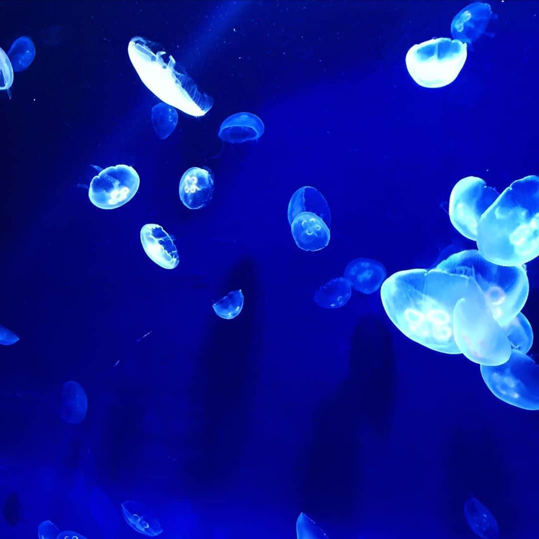 筧沙奈恵さんのインスタグラム写真 - (筧沙奈恵Instagram)「サンシャイン水族館🐟 ・ 入場規制されていて、ソーシャルディスタンスを保ちながら楽しむことができました😌（事前に希望の入場時間のチケットをWEBから購入します。）もちろん、検温やマスク、消毒もしっかりと👍 ・ 7月9日にオープンしたばかりの「海月空感」には、ミズクラゲがたくさん漂う大きな水槽が！ ・ 神秘的で、キレイでした😍 ・ 最近海の生き物（特に深海生物🐡）にハマっている娘は、相棒のジンベエザメを持っていき、お土産にメンダコをゲットしていました👧 ・ 毎日暑い日が続いていますが、水の中でスイスイ泳ぐ魚たちを見ることができて、涼しさを感じることができました😌 ・ #サンシャイン水族館　#sunshineaquarium #水族館　#子連れお出かけ　#海月空感 #くらげ　#姉弟　#2児ママ」8月10日 14時24分 - sanaekakei