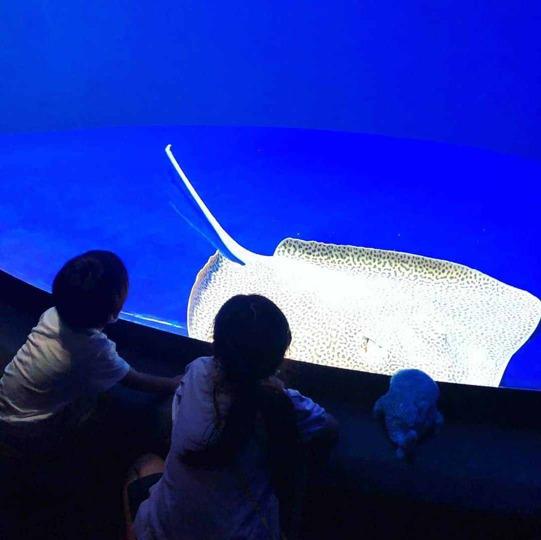 筧沙奈恵さんのインスタグラム写真 - (筧沙奈恵Instagram)「サンシャイン水族館🐟 ・ 入場規制されていて、ソーシャルディスタンスを保ちながら楽しむことができました😌（事前に希望の入場時間のチケットをWEBから購入します。）もちろん、検温やマスク、消毒もしっかりと👍 ・ 7月9日にオープンしたばかりの「海月空感」には、ミズクラゲがたくさん漂う大きな水槽が！ ・ 神秘的で、キレイでした😍 ・ 最近海の生き物（特に深海生物🐡）にハマっている娘は、相棒のジンベエザメを持っていき、お土産にメンダコをゲットしていました👧 ・ 毎日暑い日が続いていますが、水の中でスイスイ泳ぐ魚たちを見ることができて、涼しさを感じることができました😌 ・ #サンシャイン水族館　#sunshineaquarium #水族館　#子連れお出かけ　#海月空感 #くらげ　#姉弟　#2児ママ」8月10日 14時24分 - sanaekakei