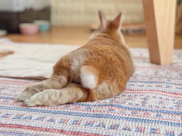 ラン?さんのインスタグラム写真 - (ラン?Instagram)「けつ曜日♡ 朝からごろごろ～♪ どこで寝ようかなぁってあちこちでごろんしてました。 テーブルに下に落ち着きました(笑) ☆ 私もごろごろしてます😁💕 ☆  #うさぎ #ネザーランドドワーフ #rabbit #bunny #bunnystagram  #rabbitstagram  #cute  #かわいい #ふわもこ部  #もふもふ  #zip写真部  #アニマル写真部 #instagramjapan #netherlanddwarf #うさぎと暮らす  #うさぎのいる暮らし #癒し #kawaii #ランちゃん  2020.08.10」8月10日 14時39分 - mofumofuusako
