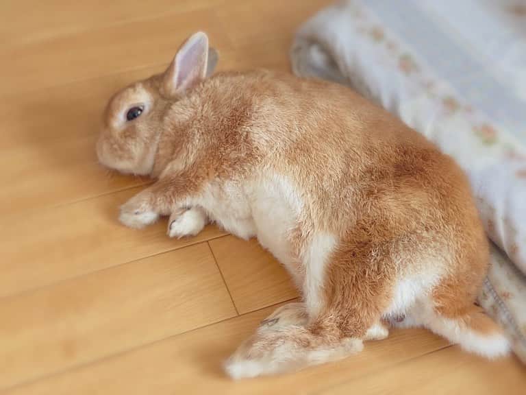 ラン?さんのインスタグラム写真 - (ラン?Instagram)「けつ曜日♡ 朝からごろごろ～♪ どこで寝ようかなぁってあちこちでごろんしてました。 テーブルに下に落ち着きました(笑) ☆ 私もごろごろしてます😁💕 ☆  #うさぎ #ネザーランドドワーフ #rabbit #bunny #bunnystagram  #rabbitstagram  #cute  #かわいい #ふわもこ部  #もふもふ  #zip写真部  #アニマル写真部 #instagramjapan #netherlanddwarf #うさぎと暮らす  #うさぎのいる暮らし #癒し #kawaii #ランちゃん  2020.08.10」8月10日 14時39分 - mofumofuusako
