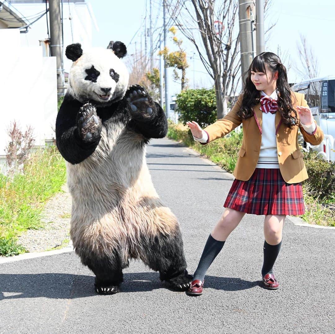 星星（セイセイ）さんのインスタグラム写真 - (星星（セイセイ）Instagram)「🧘‍♀️🎋🐼 #太極拳 #やってみた . 太極拳もできちゃう系パンダ🐼だよ . #星星 #パンダ #panda #pandagram #パンダ好きな人と繋がりたい #ZIP!」8月10日 15時05分 - seisei_panda