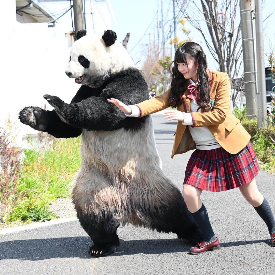 星星（セイセイ）さんのインスタグラム写真 - (星星（セイセイ）Instagram)「🧘‍♀️🎋🐼 #太極拳 #やってみた . 太極拳もできちゃう系パンダ🐼だよ . #星星 #パンダ #panda #pandagram #パンダ好きな人と繋がりたい #ZIP!」8月10日 15時05分 - seisei_panda