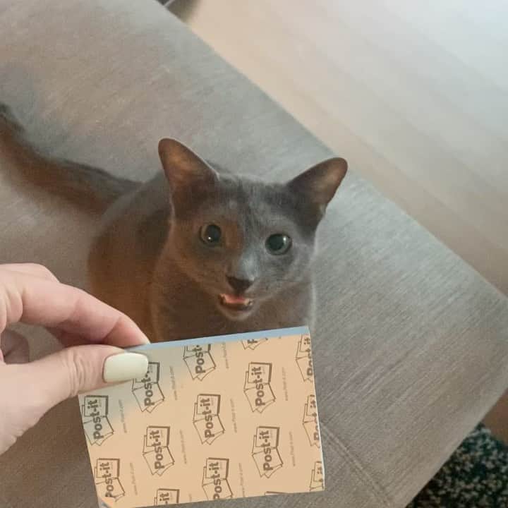 クォン・スジョンのインスタグラム：「The smartest cat in the world 💯 #똑냥이」