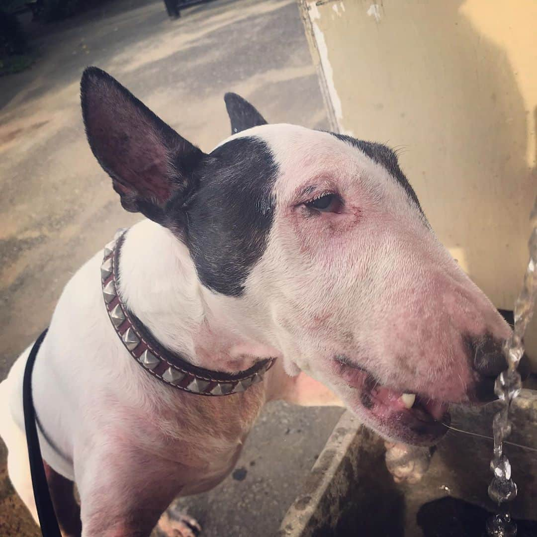 Q太郎さんのインスタグラム写真 - (Q太郎Instagram)「#minituru#bull#terrier#minibullterrier#miniturubullterrier#dog#dogstagram#cute#qtaro#love#family#ミニチュア#ブルテリア#ミニチュアブルテリア#Q太郎」8月10日 15時50分 - qtaro.jun