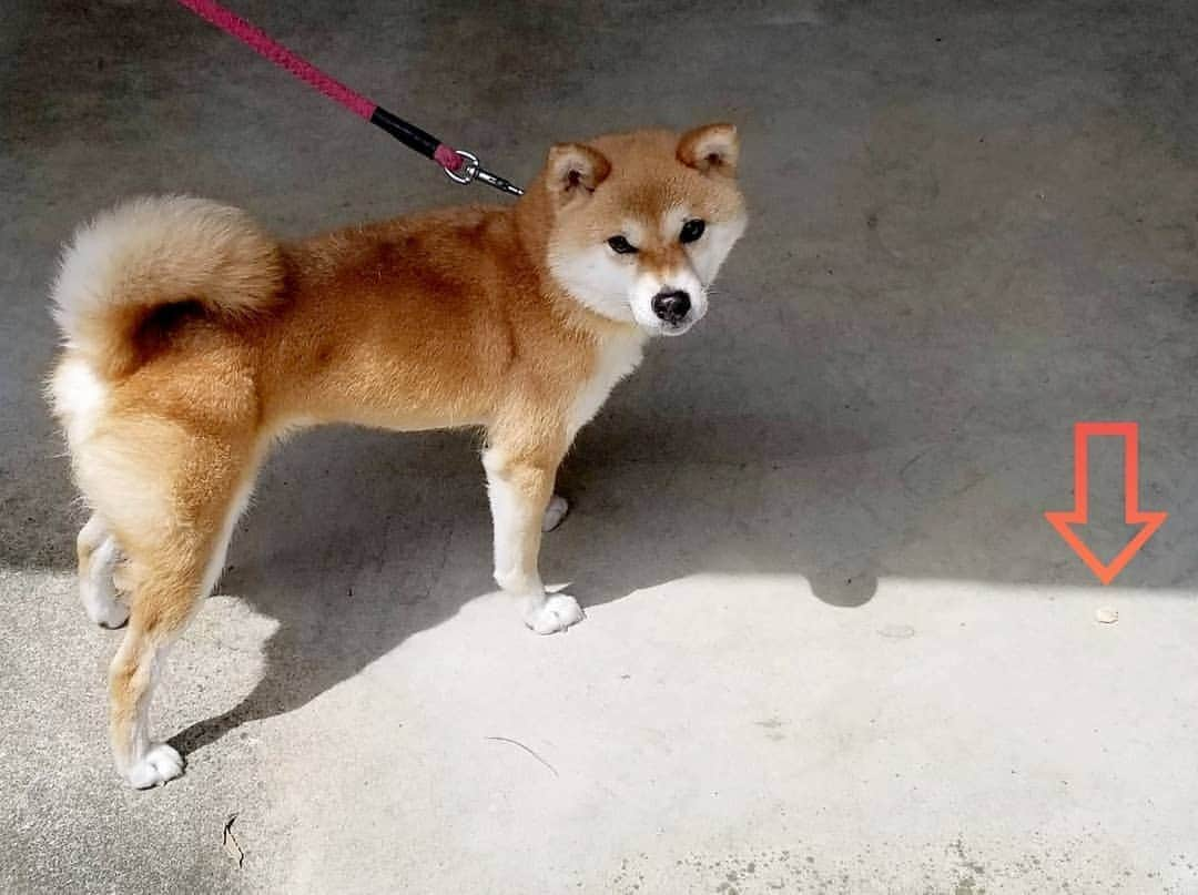 柴犬たま Shibainu Tamaさんのインスタグラム写真 - (柴犬たま Shibainu TamaInstagram)「ミケ「アレ取ってほしい…」﻿ ﻿﻿﻿ Caption trans🇬🇧﻿﻿﻿ Meekeh: "Pick that up and give it to me…"﻿ ﻿﻿﻿ #たま家族 #柴犬ミケ #ミケママ #じーっ #ガン見 #無言の訴え #食いしん坊ミケ #かなりひし形﻿ #柴犬 #shiba #shibainu #shibastagram #犬 #dog」8月10日 16時11分 - tama7653