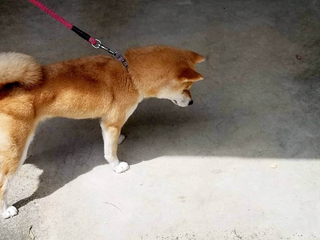 柴犬たま Shibainu Tamaのインスタグラム