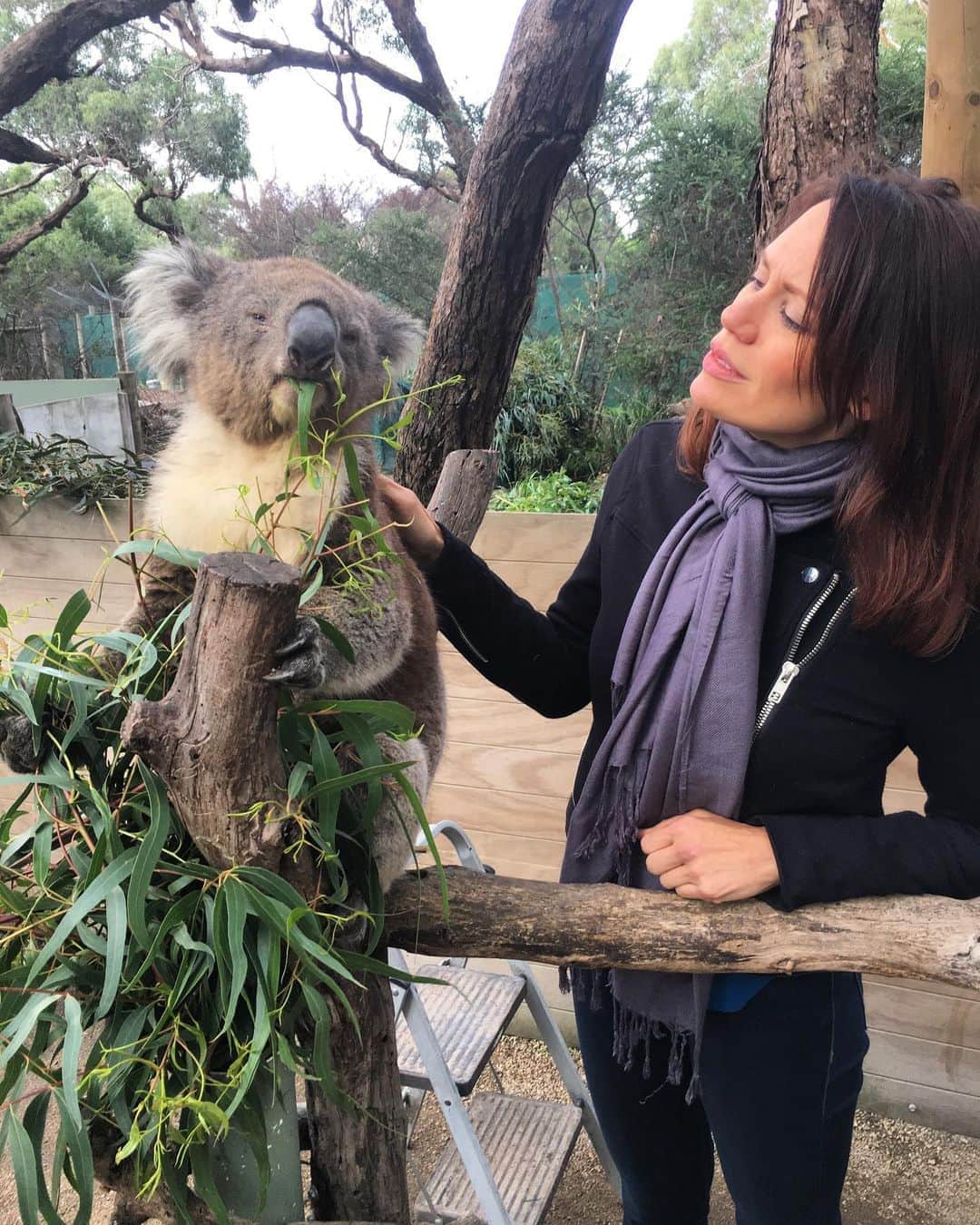 のインスタグラム：「Because Koalas seem like a fitting antidote to Monday. * * * #throwback #koala #downunder #mondaymood #spnfamily」