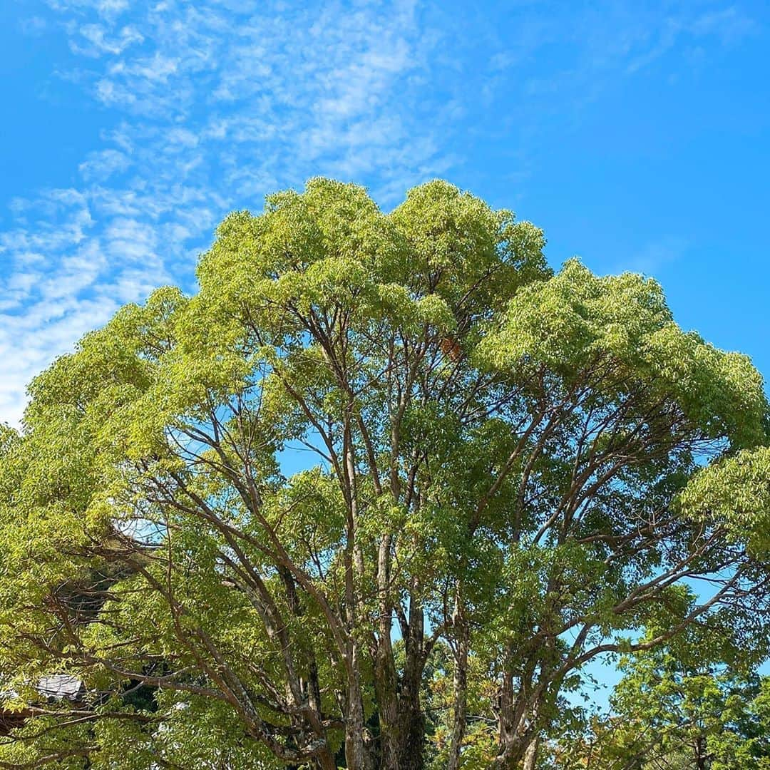 JULIANさんのインスタグラム写真 - (JULIANInstagram)「2020.08.01  大木からの木漏れ日で森林浴🌳 たまに大自然に触れると癒されてパワーもらえる✨ #空 #快晴 #晴れ #夏 #自然　#大自然　#自然が好き  #癒し #パワースポット #生命 #山　#木 #木漏れ日 #森　#森林　#森林浴  #景色  #絶景 #景色好きな人と繋がりたい  #日本の絶景 #絶景スポット  #日本の風景 #日本 #写真 #写真好きな人と繋がりたい #japan_of_insta  #japan_daytime_view  #japan_photo  #japan_art_photography」8月10日 18時25分 - julian_official_jp