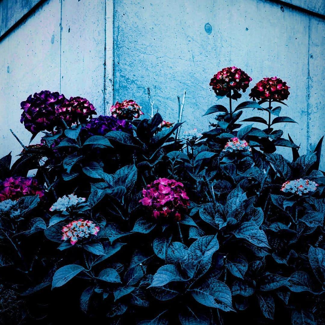 江田由紀浩のインスタグラム：「また、紫陽花。 #札幌市西区 #八軒 #散歩 #紫陽花 #あじさい #アジサイ」
