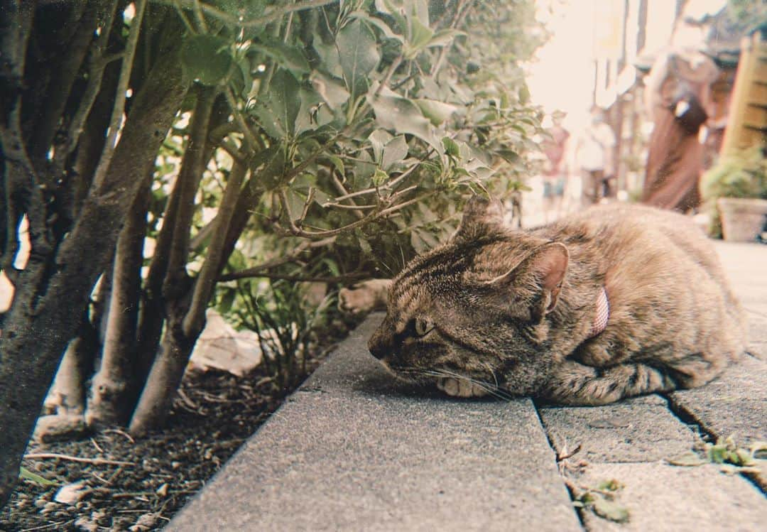 アンジェラ芽衣さんのインスタグラム写真 - (アンジェラ芽衣Instagram)「お猫様🐱﻿ ﻿ 猫様は可愛い。猫様は尊い。﻿ ﻿ #アンジェラ芽衣 #写真 #photo #eoskissx7 #canon #谷中神社 #谷中銀座商店街 #猫街散歩 #猫 #猫好き #猫写真」8月10日 18時42分 - ange_la00