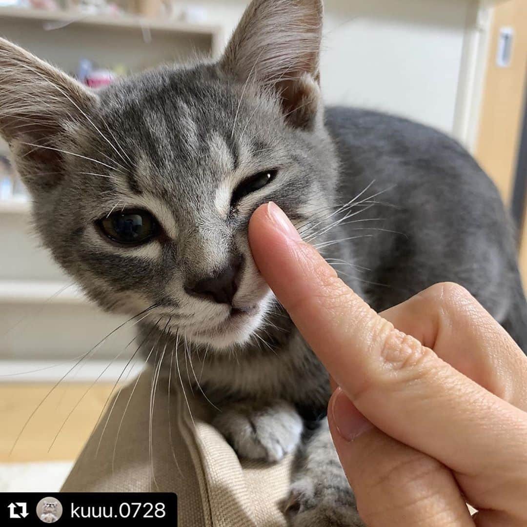 のインスタグラム：「【#ねこは人を笑顔にする】❣️ ほっぺぐにぃぃぃい😻 @kuuu.0728 さん、ありがとう💪🏻🌸⭐️ #Repost @kuuu.0728 with @make_repost ・・・ ママの指にぐいぃぃぃ。 むむむ！ママおせんべい食べたにゃ？！😼  #ねこのいる生活 #にゃんすたぐらむ #ねこすきさんと繋がりたい #ねこは人を笑顔にする #ペコねこ部」