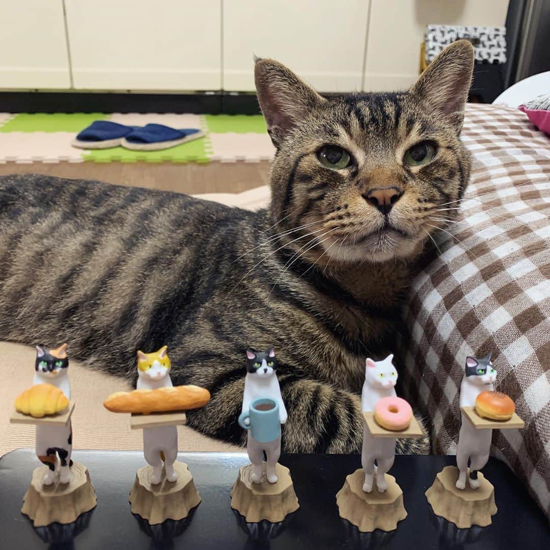 Musashiさんのインスタグラム写真 - (MusashiInstagram)「夕方ムサシさん。猫ラボさん( @nekolabo )さんの「ねこのパン屋さん」を大人のパワーでコンプ。かーわいー！ Cute cat figure!! They are cat bakeries.🥐🥖☕️🍩🥯🐈 #ねこのパン屋さん #musashi #mck #cat #キジトラ #ムサシさん #ねこすたぐらむ #musashi_the_cat」8月10日 18時53分 - _daisy