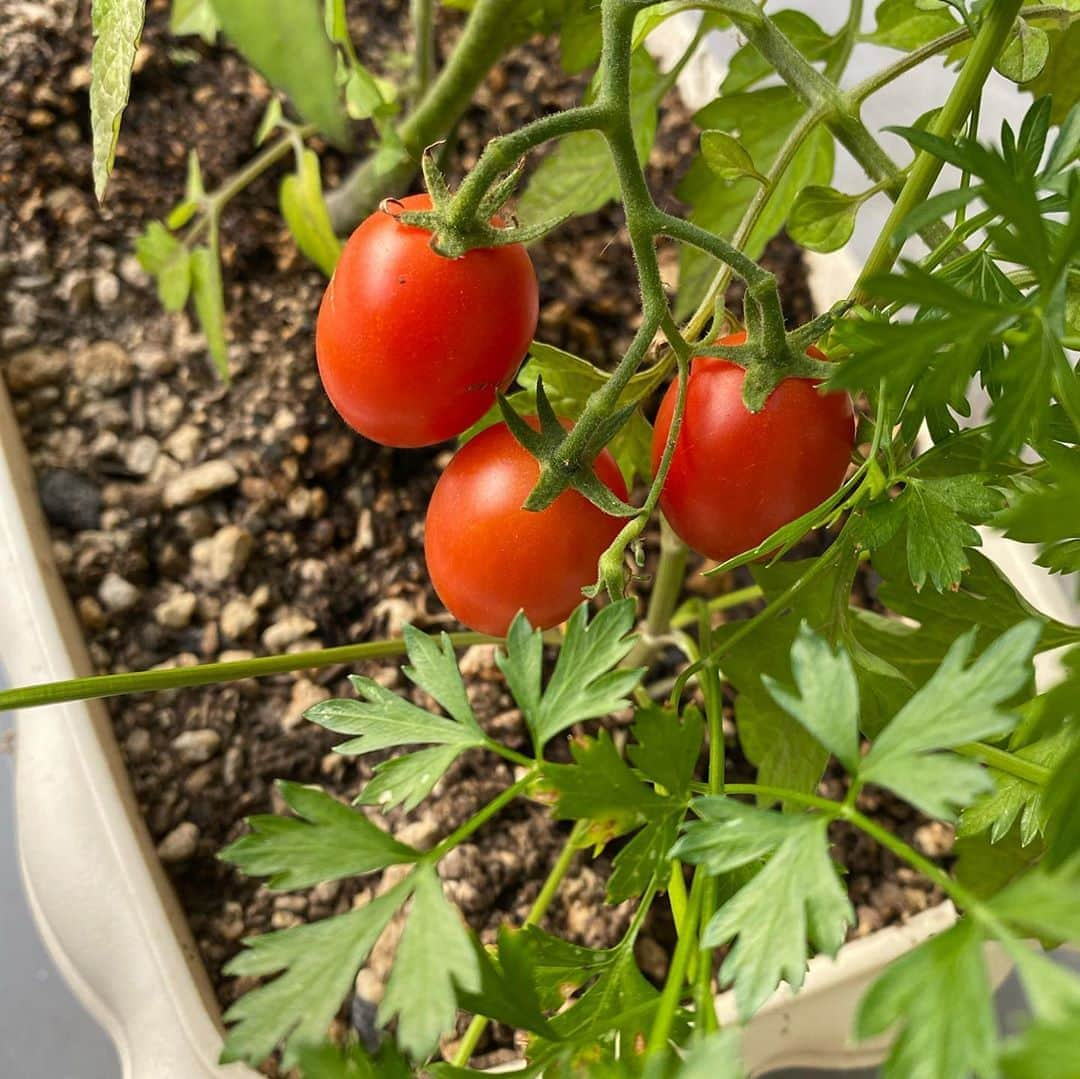 佐藤彩さんのインスタグラム写真 - (佐藤彩Instagram)「ついに…😳！！ ミニトマトのアイコが赤くなりました🍅  今日の番組でもご報告しましたが…嬉しすぎます🥺✨  7月のことです。 我が家のベランダ菜園では、日照不足のせいか、なかなかアイコが赤くならなくて…🥺  8月の楽しみは「アイコが赤くなること」と話していたのが… ちゃんと実現しました🥺🍅  あぁ、実のなる植物を育てるっていいものですね😊  ほどよい甘みと酸味、そして肉厚でジューシーな果肉感もたっぷり☺️🍅 美味しかったー😆 この先も楽しみです🍅  #ミニトマト #アイコ #赤くなった #🍅 #美味しい #自分で育てた野菜を食べる喜び  #唐辛子はいつ実になることやら #ベランダ菜園 #家庭菜園 #育てる楽しみ #HBC #HBCラジオ #朝刊さくらい #北海道放送 #アナウンサー #佐藤彩」8月10日 18時58分 - hbc_ayasato