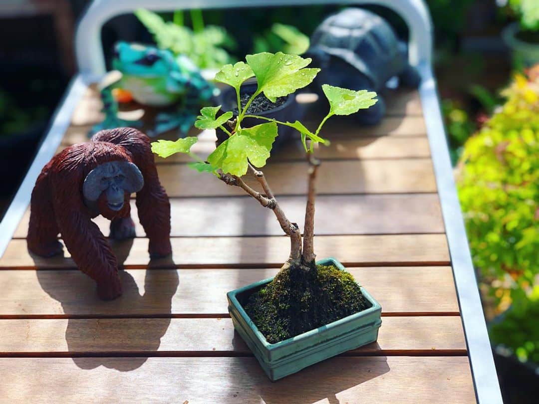 金成公信のインスタグラム：「イチョウ。可愛いですね^ ^  #盆栽 #bonsai #bonsaijapan #japanesebonsai #wabisabi #bonsailovers #bonsailife #bonsaitree #bonsaiart #bonsaigram #bonsaiworld #plants #tree #greenlife #greenlifestyle #苔 #moss #睡蓮 #睡蓮鉢 #ビオトープ #biotope #メダカ #waterlilybowls」