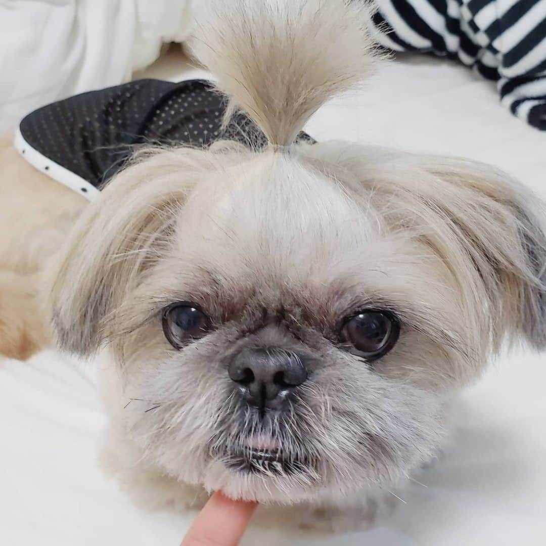もえむさんのインスタグラム写真 - (もえむInstagram)「形状記憶頭髪 ちょんまげゴムほどいたら毎回この髪型になる姉さん🗻 #特殊髪質 #仲間求む」8月10日 19時39分 - moem_n