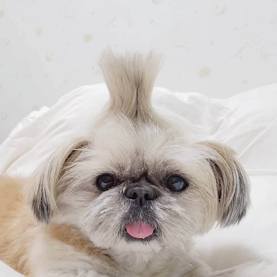 もえむさんのインスタグラム写真 - (もえむInstagram)「形状記憶頭髪 ちょんまげゴムほどいたら毎回この髪型になる姉さん🗻 #特殊髪質 #仲間求む」8月10日 19時39分 - moem_n