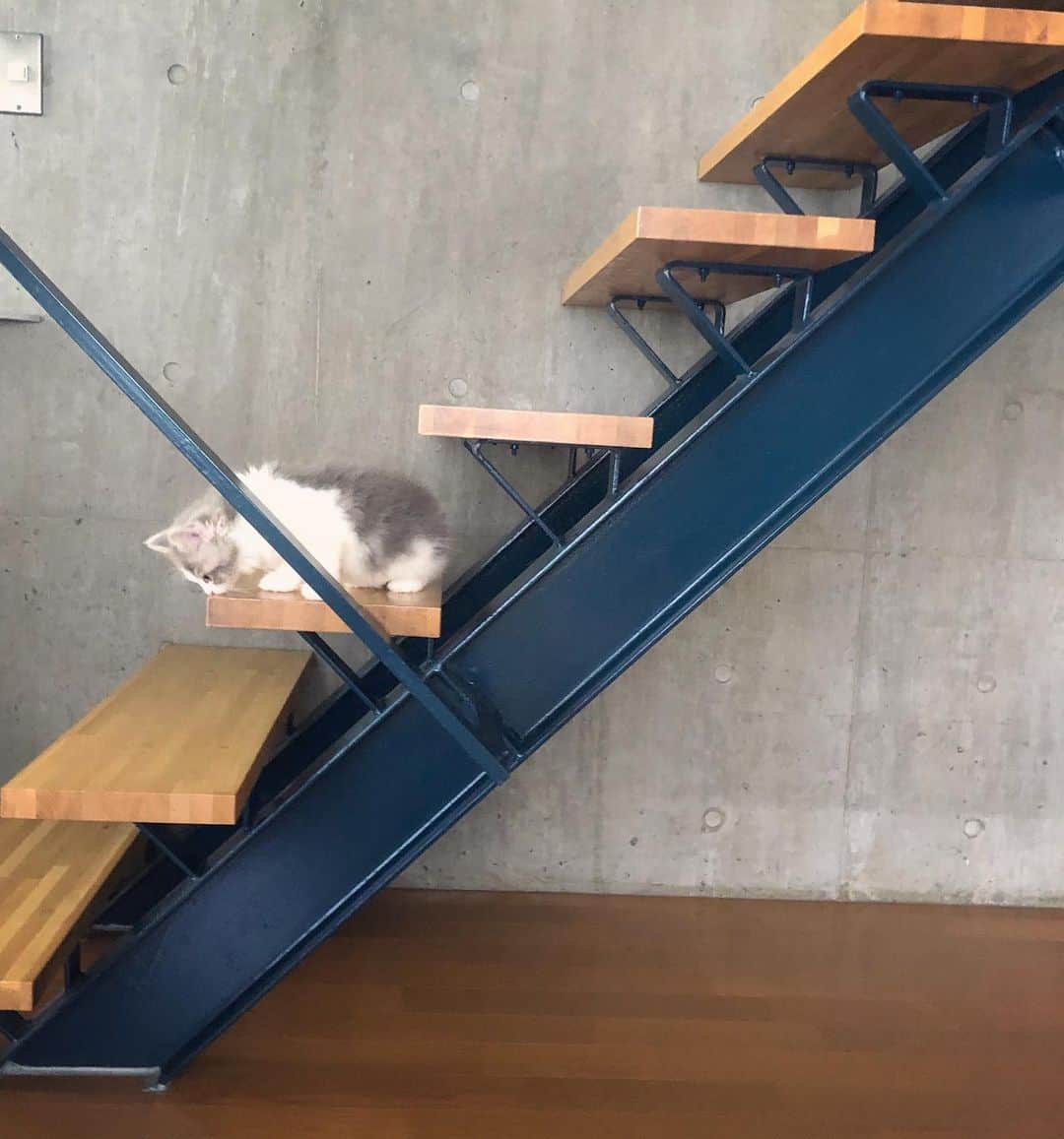 石川瑠利子のインスタグラム：「. . にゃんこが家族の仲間入りしました🐈💕 アカウントを作ったので良かったらフォローしてね🙇🏻‍♂️✨ . . #cat #catstagram #catsofinstagram #猫 #にゃんこ #もふもふ」