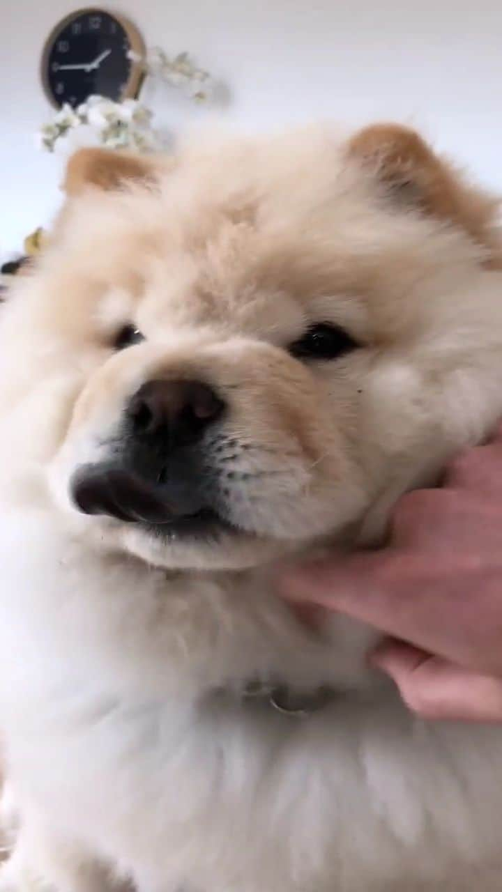 アラン・ディクソンのインスタグラム：「You're the cutest thing in the world ☁️🌎 w/ @oliviamollyrogers   #dogsofinstagram #dogs #doglover #chowchow」