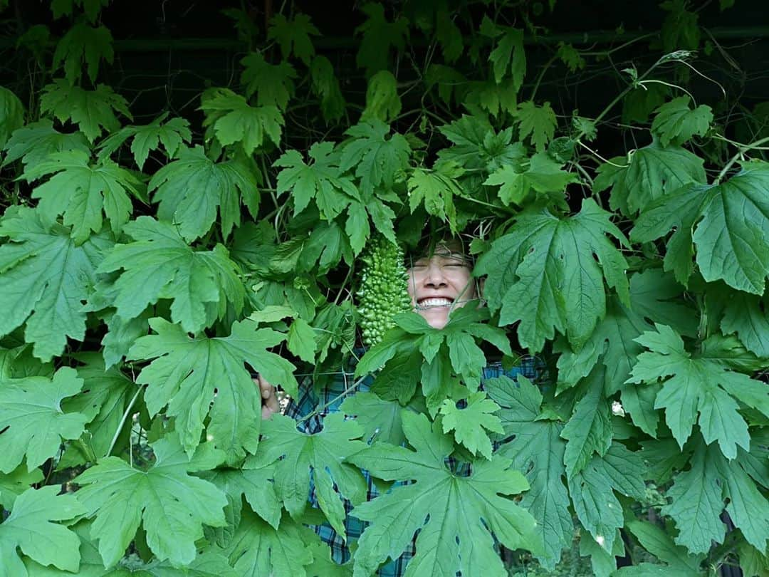 佐藤藍子さんのインスタグラム写真 - (佐藤藍子Instagram)「皆様、お久しぶりになってすみませんー！！  我が家のゴーヤカーテン🌱  3株、植えました  実がモリモリなってきたら チャンプルー サラダ 天ぷら  楽しみー😍  毎日暑いですねっ 熱中症に気をつけて行きましょう😌  #ゴーヤ#ゴーヤカーテン#ゴーヤチャンプルー#緑のカーテン#ゴーヤカーテン#aikosato#佐藤藍子」8月10日 19時47分 - sato_aiko_official