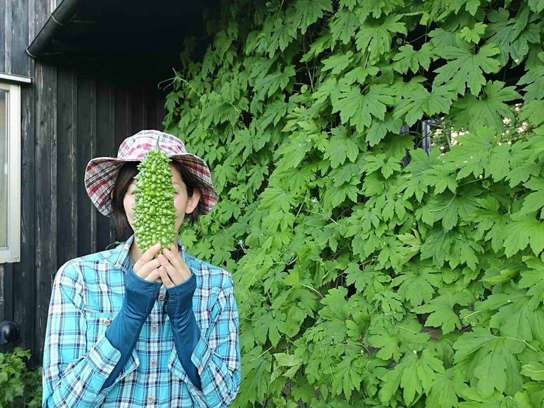 佐藤藍子さんのインスタグラム写真 - (佐藤藍子Instagram)「皆様、お久しぶりになってすみませんー！！  我が家のゴーヤカーテン🌱  3株、植えました  実がモリモリなってきたら チャンプルー サラダ 天ぷら  楽しみー😍  毎日暑いですねっ 熱中症に気をつけて行きましょう😌  #ゴーヤ#ゴーヤカーテン#ゴーヤチャンプルー#緑のカーテン#ゴーヤカーテン#aikosato#佐藤藍子」8月10日 19時47分 - sato_aiko_official