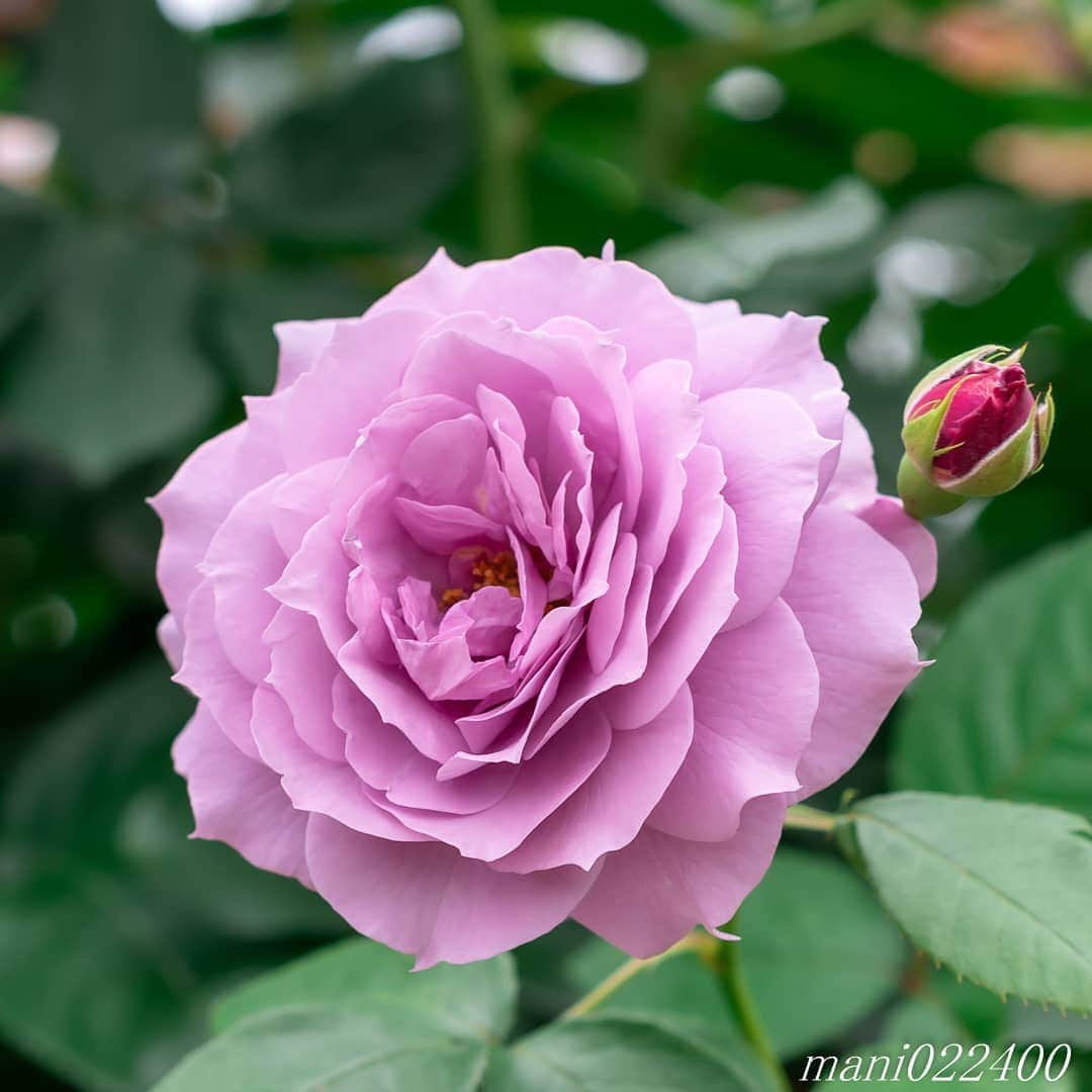 mani022400のインスタグラム：「. 10 Aug. 2020 . . こんばんはー🌸🌺🌹✨ 3連休、自宅でのんびり😚 . . location:Tokyo camera:a7r3 lens:Sony135GM . . .  🌺🌺🌺🌷🌷🌷🌹🌹🌹🌸🌸🌸 ご訪問ありがとうございます🙇 . お花以外の写真は サブアカウントにポストしています。 良かったら、覗いてください🙇🙇 ⬇️⬇️⬇️ @mani0224000   . 🌺🌺🌺🌷🌷🌷🌹🌹🌹🌸🌸🌸 . . . バラ  🔷🔷🔷🔷🔷🔷🔷🔷🔷 discoverwithalpha ﻿ japan_ilc﻿  a7rm3 ﻿ sel135f18gm  sel55f18z  #カメラ好きな人と繋がりたい  #flower  #花 #flowers   #写真好きな人と繋がりたい love_bestjapan  serahana #ファインダー越しの私の世界    #healing_roses_  #bns_lite #eclecticshow #explore_floral . #9Vaga_Rose9 9vaga9  9vaga_3flowers9  #floristsandflowers #ip_blossoms_vip  #fabulous_shots ig_flowers #ponyfony_flowers #meiko_roses  meiko_flora_member #myheartinshots #la_flowers #rainbow_petals #top_favourite_flowers  #quintaflower #inspiring_shot #phx_flowers dreaming_in_macro #flower_special_legend  nature_special_legend  #ind_flowers #tv_flowers #best_mmf_vipday  #best_beauty_flora_  9vaga_flowersart9 #ptk_flowers #fleur_noblesse_m  .」