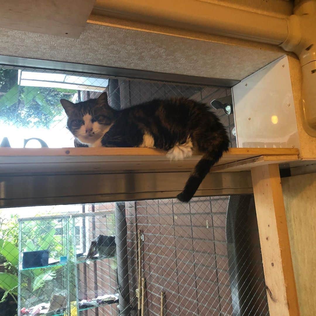 津久井智子さんのインスタグラム写真 - (津久井智子Instagram)「熱海の保護猫ハウス テンプルキャット https://npo-kusunoki.life/userguide/  諸事情あってお邪魔してきました。  人懐っこい、かわいい猫たちがいっぱいいます。  もし猫を飼いたいとお探しの方 いましたら、こちらで縁のある子とマッチングできます。 子猫たちもいます。  1000円の寄付で1時間、 猫たちと好きなだけ戯れることもできますよ🐈」8月10日 19時55分 - tomokotsukui