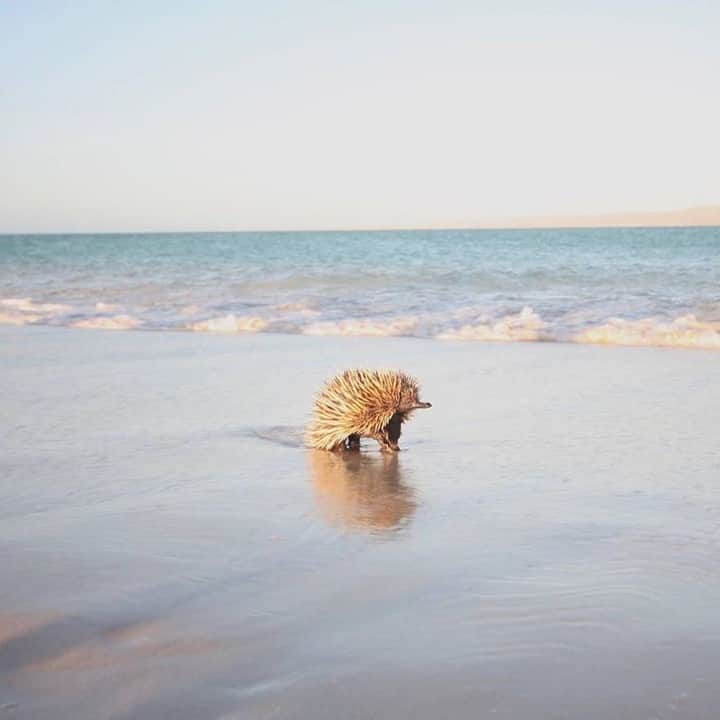 Australiaさんのインスタグラム写真 - (AustraliaInstagram)「Meet Eddie... he loves digging burrows, eating ants and long walks on the beach 😍 Emma from @exmouthcamper spotted this #echidna taking a stroll along the beach at #Ningaloo in @Australiascoralcoast. Located halfway up the @westernaustralia coastline, it’ll take you roughly 14 hours by car to reach this idyllic spot which is home to the largest World Heritage-listed fringing reef system on earth, the #NingalooMarinePark. From #whalesharks to #emus and #echidna’s, there’s certainly no shortage of unforgettable wildlife encounters so be sure to add this spot to your next #CoralCoastHighway #roadtrip! #thisisWA #wanderoutyonder #australiascoralcoast」8月10日 20時00分 - australia