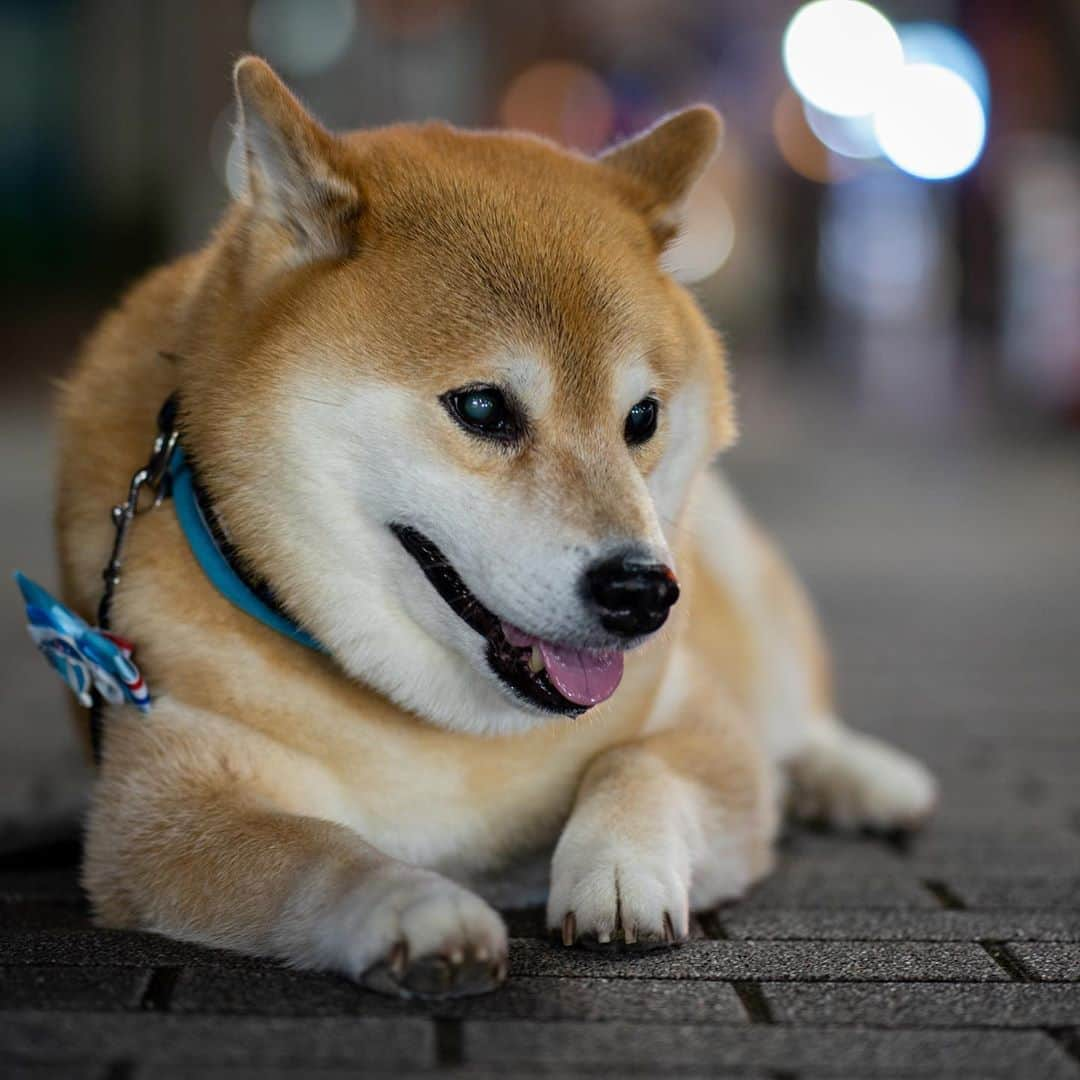 まる（まるたろう）さんのインスタグラム写真 - (まる（まるたろう）Instagram)「It is very hot at night.✨🐶💦✨ちょっとここで休憩していこっかな #あちちだからね #無理は禁物だよね #だからさ #パパ抱っこして #もう無理ぽよ #柴犬まるのいやいやさん」8月10日 20時00分 - marutaro