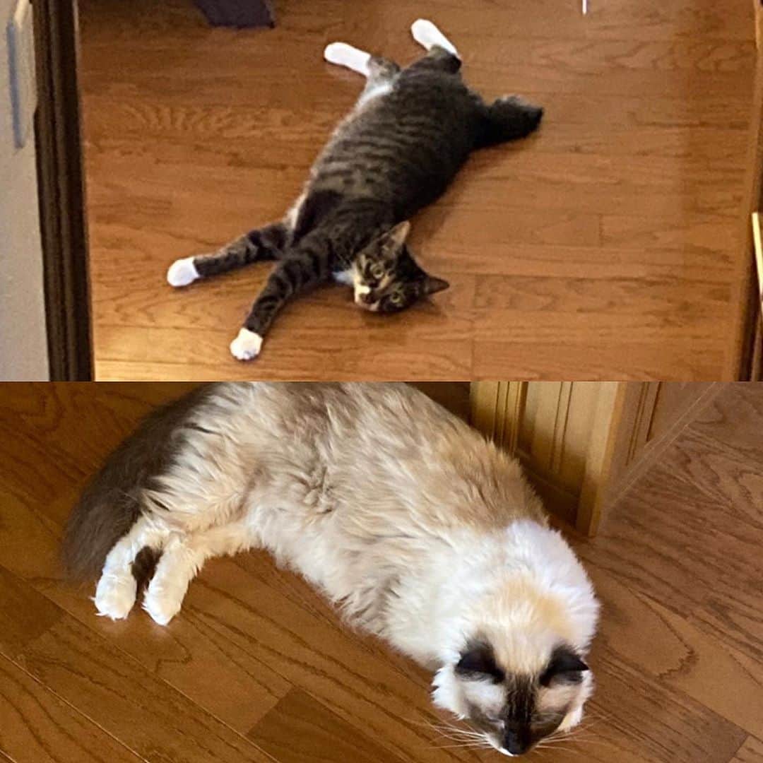 のインスタグラム：「床ぺったんズ  #cat #猫 #ragdoll #ラグドール #ホワイトポッチーズ #よもねこ #よもぎねこ #キジトラ #きじとら」