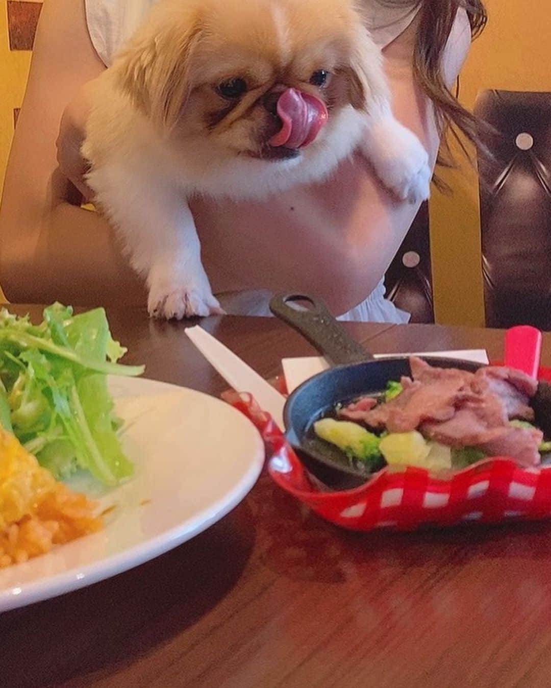 ハミ さんのインスタグラム写真 - (ハミ Instagram)「▽ 食後のコーヒータイム☕️  ご飯もとっても美味しかった🍽✨  野菜もチキンもエビもたっぷりなココナッツカレー🍛  女子が大好きなお味でした🥰  #🍛#🍽#🐶」8月10日 20時19分 - hami0519