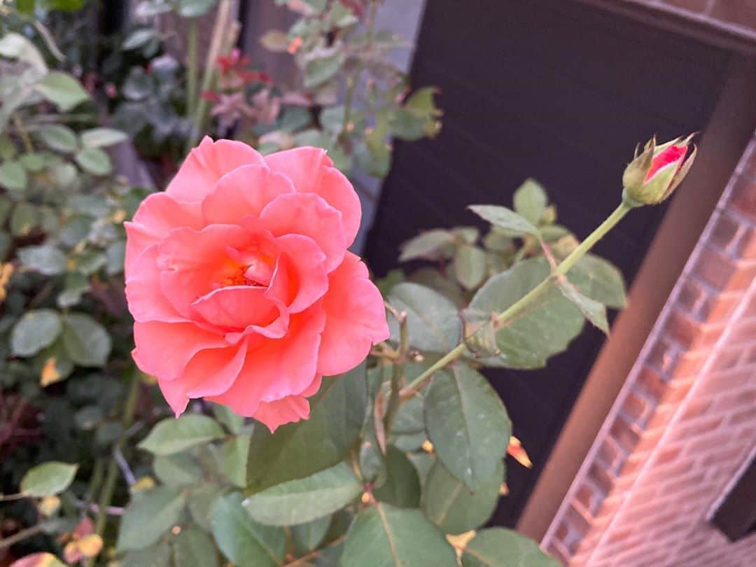 のインスタグラム：「#バラ日記 #roses 103日目　夕方　晴れ  チアガール ロイヤルサンセット シャルルドゴール 芽衣 バレリーナ ラフランス フランソワーズゴジャール   照明に夕焼けを利用 チアガールは見たことない色に  #roses🌹 #rosestagram #rose  #peace」