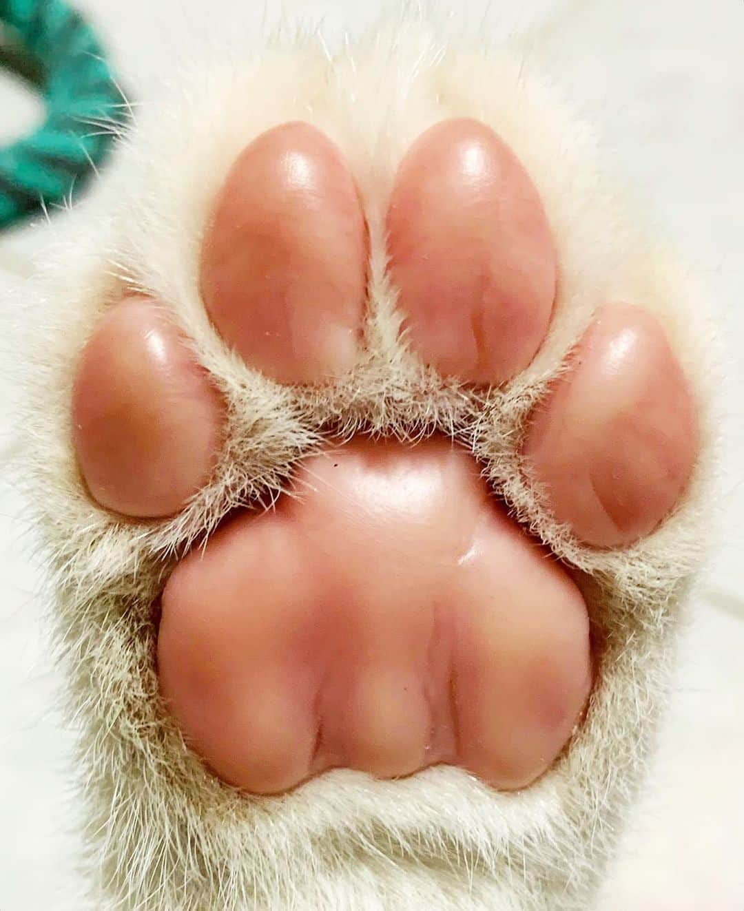 Zoological Wildlife Foundationさんのインスタグラム写真 - (Zoological Wildlife FoundationInstagram)「Celebrating World Lion Day on this PAW-some Monday!🐾🤣🦁 #mondayvibes #pawsitivity #worldlionday」8月10日 20時35分 - zwfmiami