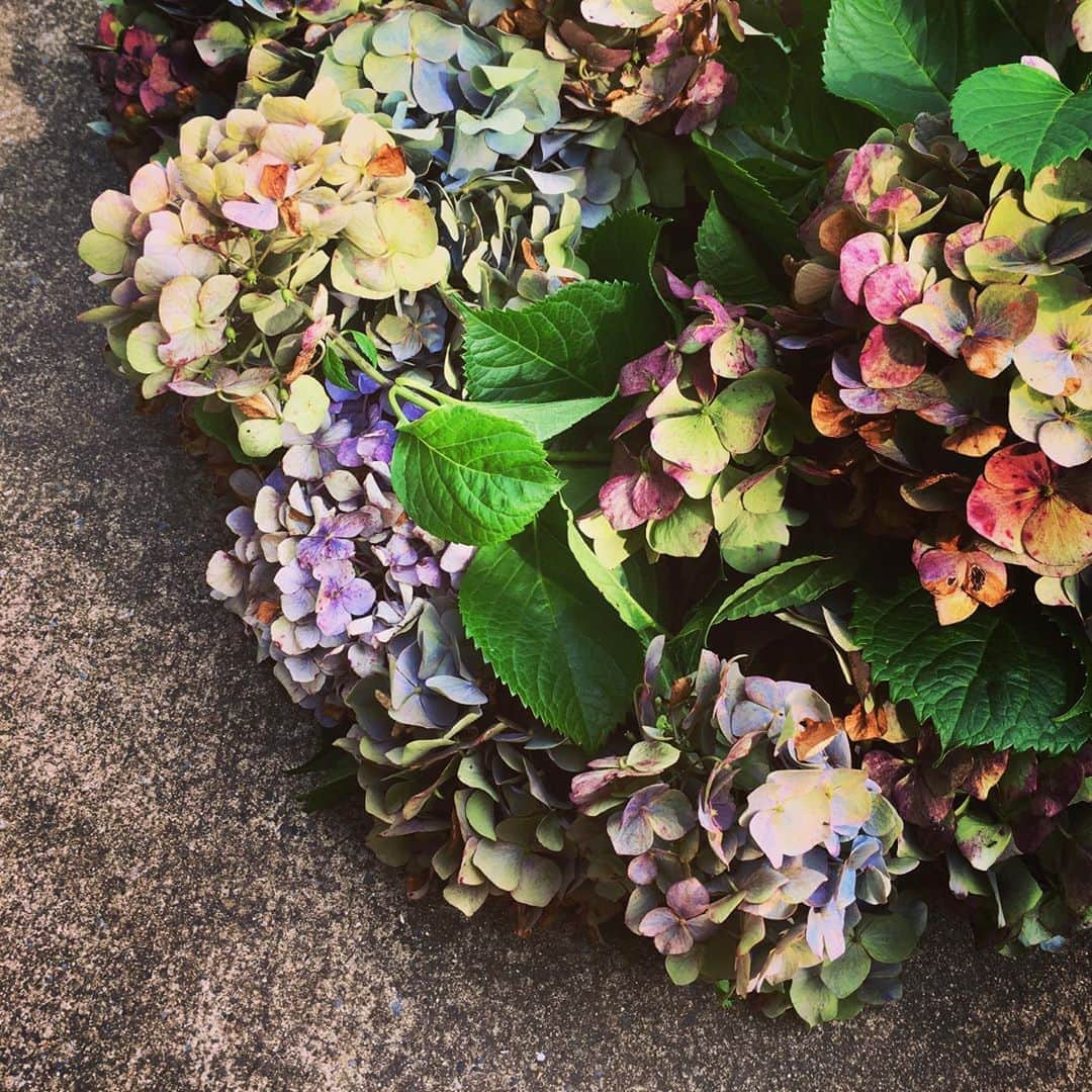 ナガイケジョーさんのインスタグラム写真 - (ナガイケジョーInstagram)「枯れぎわの色彩もまた、味わい深いものですね。  #紫陽花」8月10日 20時48分 - joenagaike