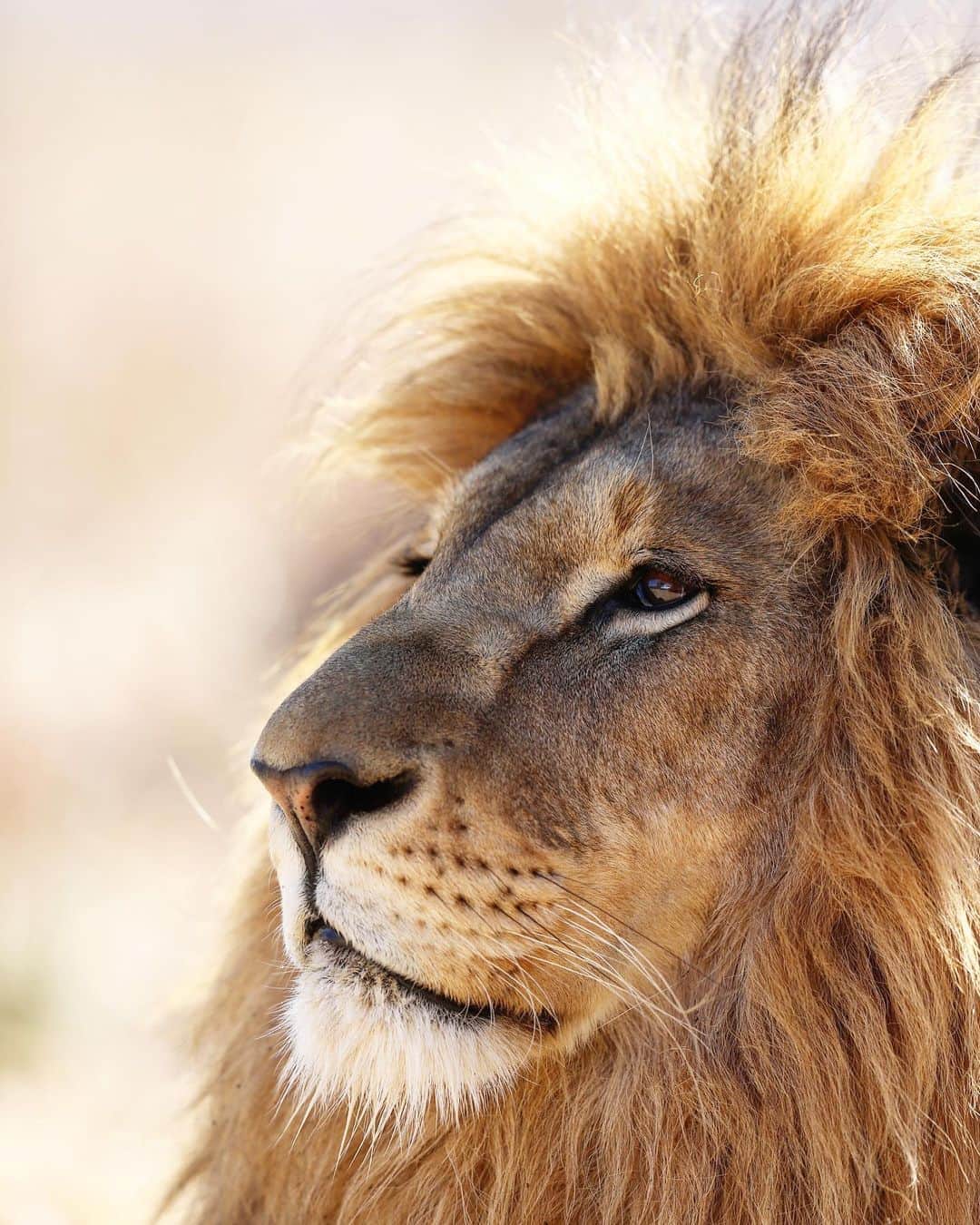 Kevin Richardson LionWhisperer のインスタグラム