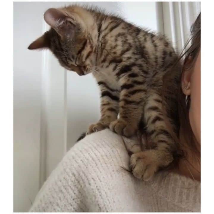 Pleasant Catsのインスタグラム：「I'm not sleeping, just resting my eyes 😹  From maximus_bengal - on tiktok  #pleasantcats」