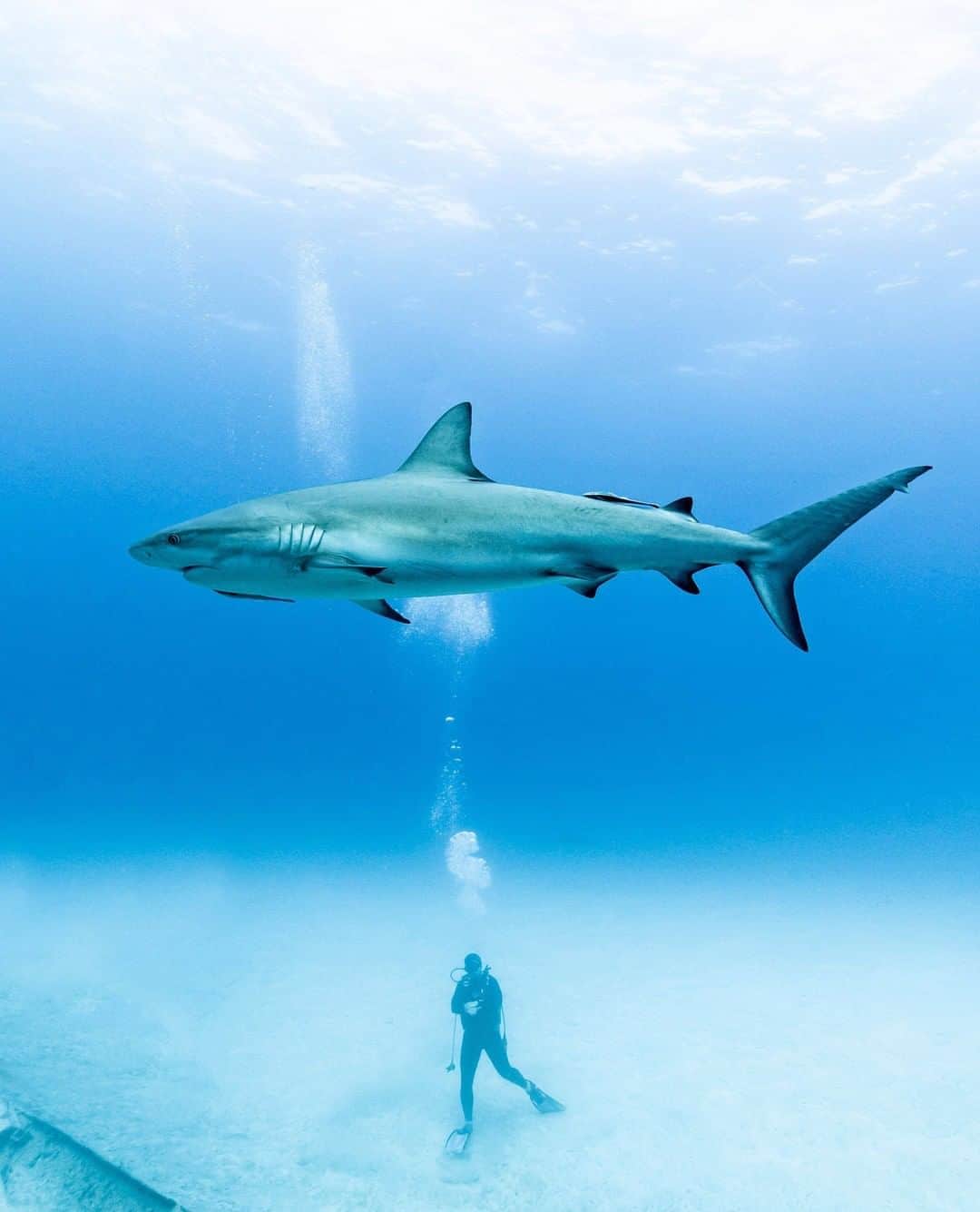Discoveryさんのインスタグラム写真 - (DiscoveryInstagram)「"This Caribbean reef shark is one of the primary study species in the Bahamas and part of Beneath the Waves research in the region. Bringing awareness to these incredible animals is one of their main goals."   #SharkWeek continues all week long on Discovery.  Caption + Photo: Diego Camejo (@diegocamejo)  #shark #reefshark #bahamas #beneaththewaves #conservation #savesharks」8月10日 21時30分 - discovery