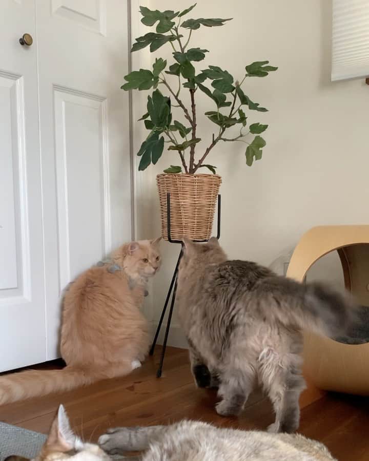nocoaのインスタグラム：「． たまにもめる。 ミロvsサラ ． ． #nocoa動画#catvideo#猫動画 #ミロの成長記録  #ロイサラ成長記録」