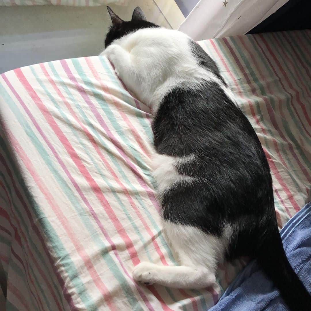 のインスタグラム：「ベランダに飛んできたセミに夢中。 頼む〜そこで命はてないで〜  #ねこ#猫#cat#猫好き#親バカ#はちわれ#ハチワレ#はちわれ猫#ハチワレ猫#白黒猫部#にゃんすたぐらむ#ilovecat#猫大好き#うちの猫自慢#白黒猫 #我が家のぽんずくん #ちゅーちゅー妖怪」