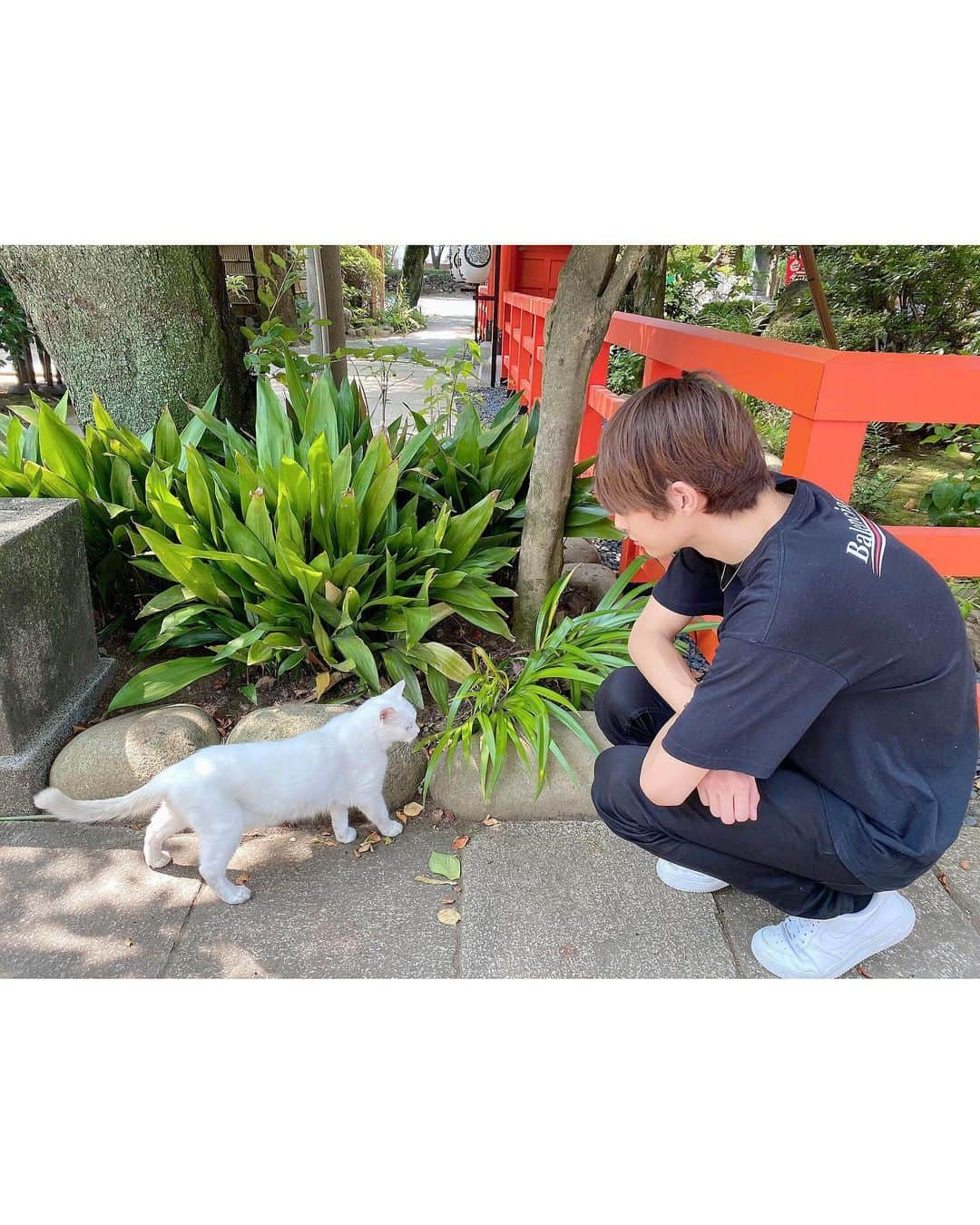 中山優貴さんのインスタグラム写真 - (中山優貴Instagram)「🐈🐈🐈 #猫 #cat #愛宕神社 #パワースポット #東京 #tokyo #tokyoview #instalike #Collars」8月10日 21時35分 - yuki_solidemo