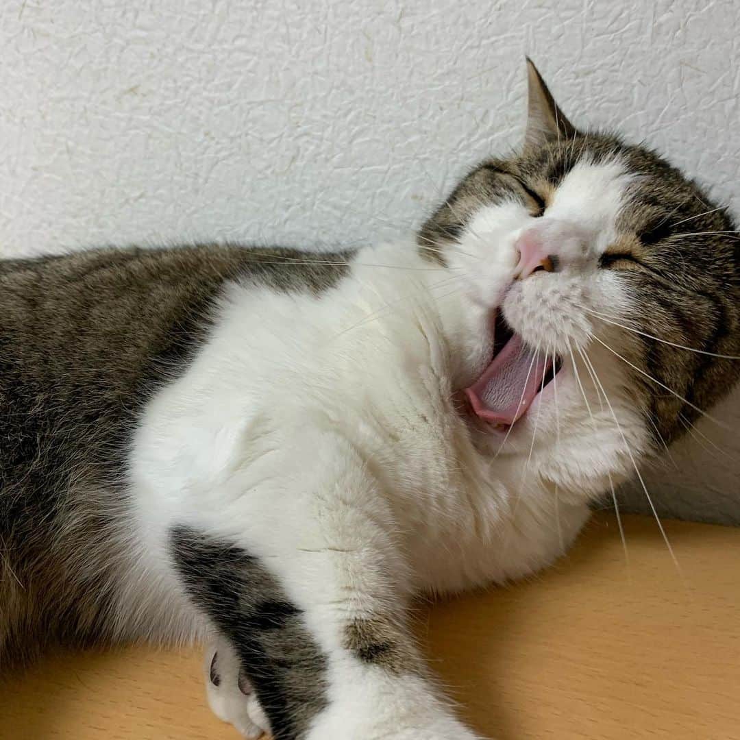kokomamaのインスタグラム：「ハルニャンよ！ 暑くてたまらにゃいよ😵 でも眠いので失礼するニャンよ！  #猫 #にゃん #にゃんすた #マンチカン #コロナに負けるな」