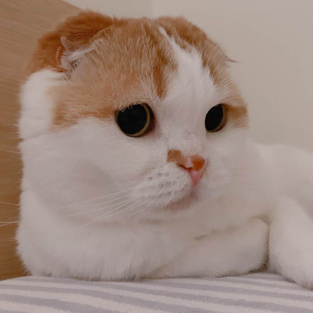 のんたのインスタグラム：「・ 先日の健康診断で腎臓病ステージ1と診断されたのんちゃん ごく初期のもので当面は療法食で様子を見ることになりました 今はいいお薬もあるようなので上手に付き合っていけたらいいなと思います  ⑦病院からいただいた療法食のサンプル 事前の情報どおり「キドニーキープ」がいちばん気に入ったみたいです😋 ・ #scottishfold #catstagram_japan #catsofinstagram #cats_of_instagram#catoftheday #ilovemycat #bestmeow #catlover #cutecat #kittensofinstagram #cute #スコティッシュフォールド」